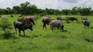 Open-Grazing