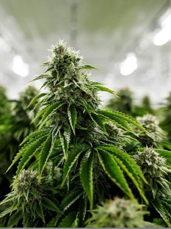 the-stages-of-cannabis-growth